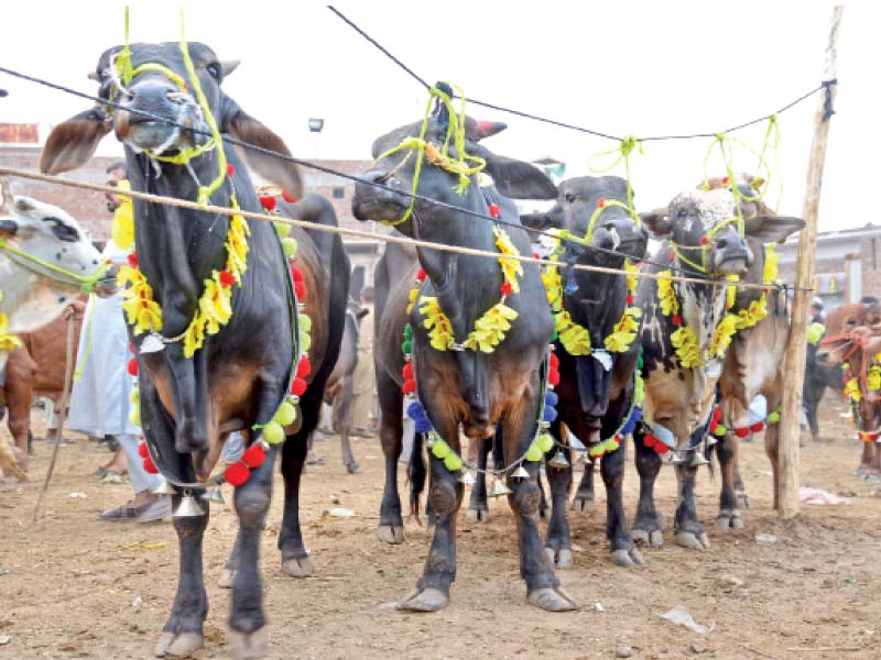 animals at a cattle market in the city photo muhammad iqbal express