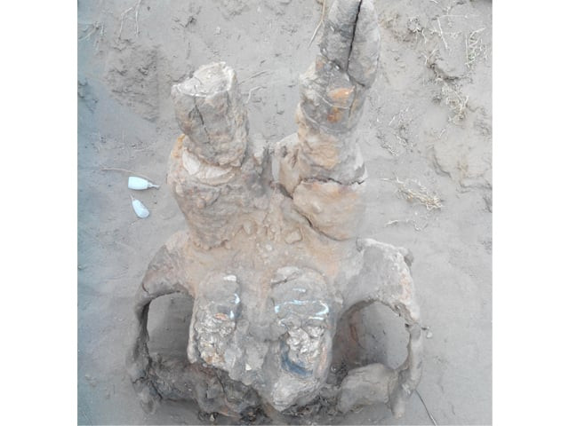 it was the first time a pre historic elephant skull was found in the area photo express it was the first time a pre historic elephant skull was found in the area photo express