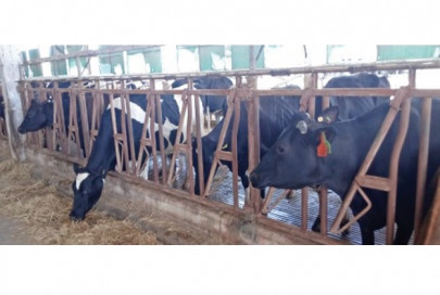 local milk industry investments dry up blame laid on govt