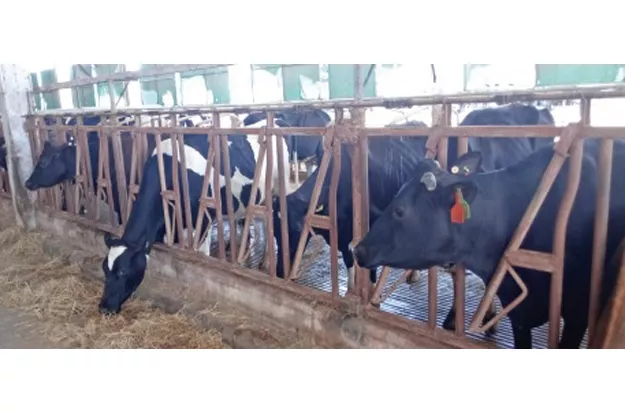 many medium level commercial farms have shut says dairyland director photo saljooq altaf express many medium level commercial farms have shut says dairyland director photo saljooq altaf express