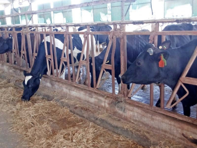 a cow at dairyland produces on average 25 litres of milk every day for 305 day photo saljooq altaf express a cow at dairyland produces on average 25 litres of milk every day for 305 day photo saljooq altaf express