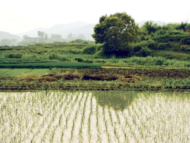 average paddy productivity is very low compared with regional competitors where the yield is double than the production in pakistan which is the fourth largest exporter of rice in the world photo file average paddy productivity is very low compared with regional competitors where the yield is double than the production in pakistan which is the fourth largest exporter of rice in the world photo file
