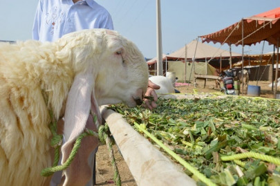 cda to dispose of animal waste cda to dispose of animal waste