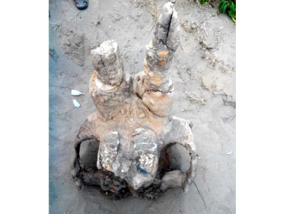 archaeological find pre historic elephant skull discovered near gujrat archaeological find pre historic elephant skull discovered near gujrat