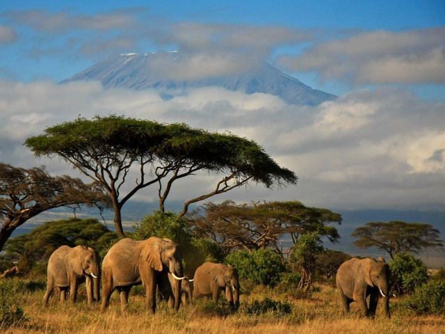 a herd of elephants in kenya photo nationalgeographic danielle mussman a herd of elephants in kenya photo nationalgeographic danielle mussman