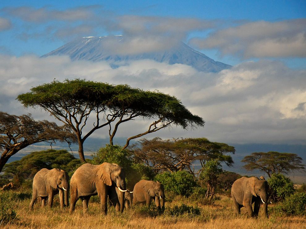 a herd of elephants in kenya photo nationalgeographic danielle mussman