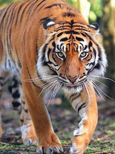 new zealand zookeeper killed in tiger attack new zealand zookeeper killed in tiger attack