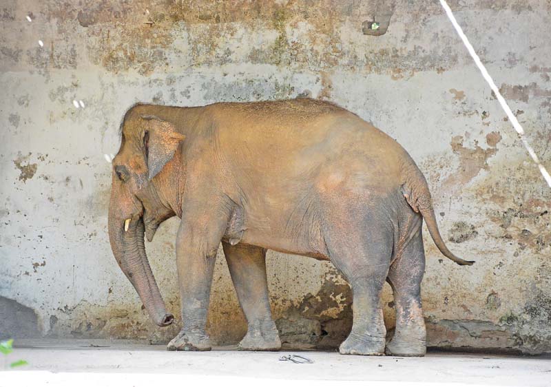 kaavan s plight ended friday when the 31 year old asian elephant s shackles were removed photo huma choudhary express