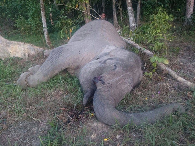 in this undated photograph released by bukit barisan selatan national park on september 21 2015 the body of critically endangered sumatran elephant named yongki lies on the ground after he was found dead in his enclosure close to the camp where he lived located in indonesia 039 s sumatra island photo afp