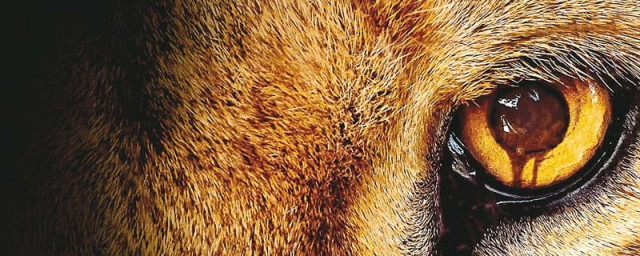 a promising new series pits a disgruntled animal kingdom against the humans a promising new series pits a disgruntled animal kingdom against the humans