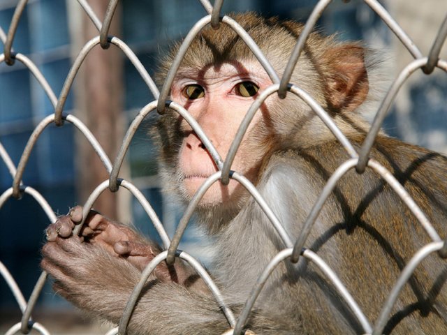 a rhesus monkey in captivity photo afp