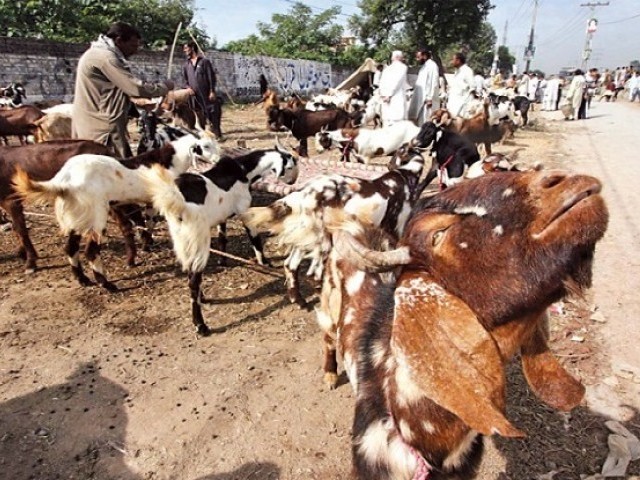 cattle market for eidul azha 2015 photo online