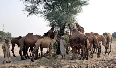 camels a hard sell ahead of eidul azha