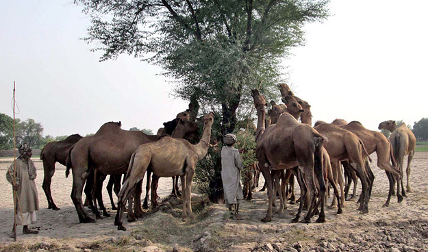 govt promises new facilities to help camel herders earn more money photo app