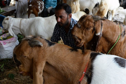 india s goat sellers flock to internet this eid india s goat sellers flock to internet this eid