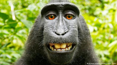 monkey who took grinning selfie should own copyright us lawsuit
