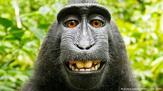 peta said it was bringing the legal action on the monkey 039 s behalf because he could not photo dw com peta said it was bringing the legal action on the monkey 039 s behalf because he could not photo dw com