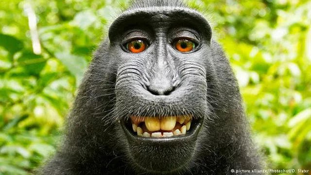 peta said it was bringing the legal action on the monkey 039 s behalf because he could not photo dw com peta said it was bringing the legal action on the monkey 039 s behalf because he could not photo dw com