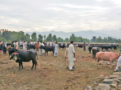fog fever continues to endanger cattle