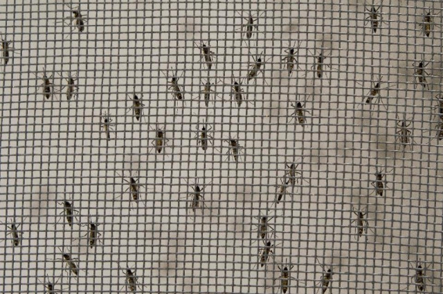 in 2014 taiwan saw 15 732 cases of dengue fever by far the highest in nearly three decades with this year shaping up to overtake photo afp in 2014 taiwan saw 15 732 cases of dengue fever by far the highest in nearly three decades with this year shaping up to overtake photo afp