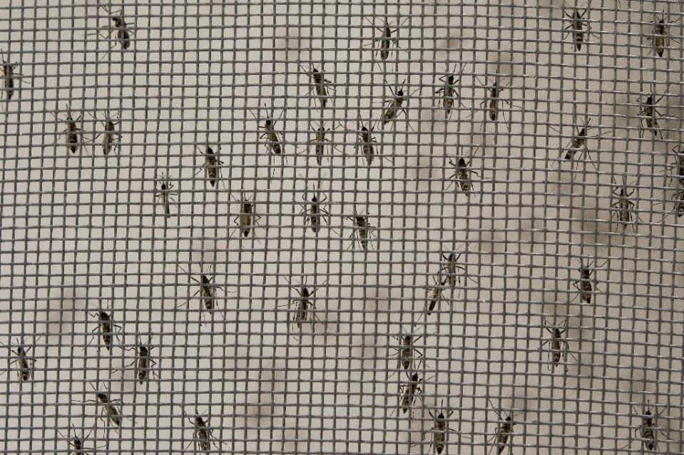 in 2014 taiwan saw 15 732 cases of dengue fever by far the highest in nearly three decades with this year shaping up to overtake photo afp