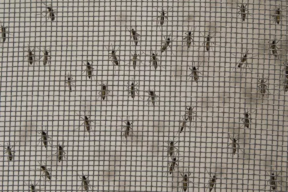 in 2014 taiwan saw 15 732 cases of dengue fever by far the highest in nearly three decades with this year shaping up to overtake photo afp in 2014 taiwan saw 15 732 cases of dengue fever by far the highest in nearly three decades with this year shaping up to overtake photo afp