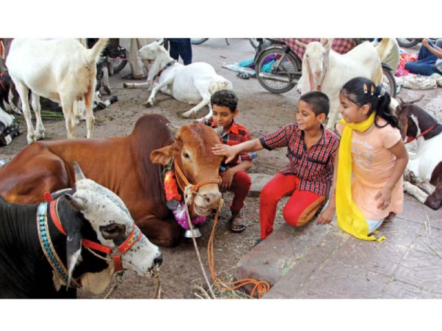 over 400 000 animals are expected to be sacrificed in the city this eidul azha and the race is on for the collection of their hides which sell at a premium rate phoito aysha saleem express over 400 000 animals are expected to be sacrificed in the city this eidul azha and the race is on for the collection of their hides which sell at a premium rate phoito aysha saleem express