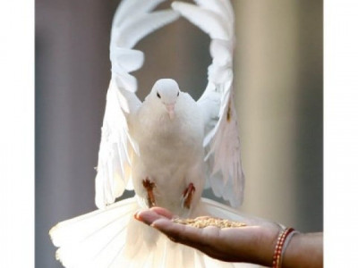 a bloody sport russian doves dropping out of the skies in k p a bloody sport russian doves dropping out of the skies in k p