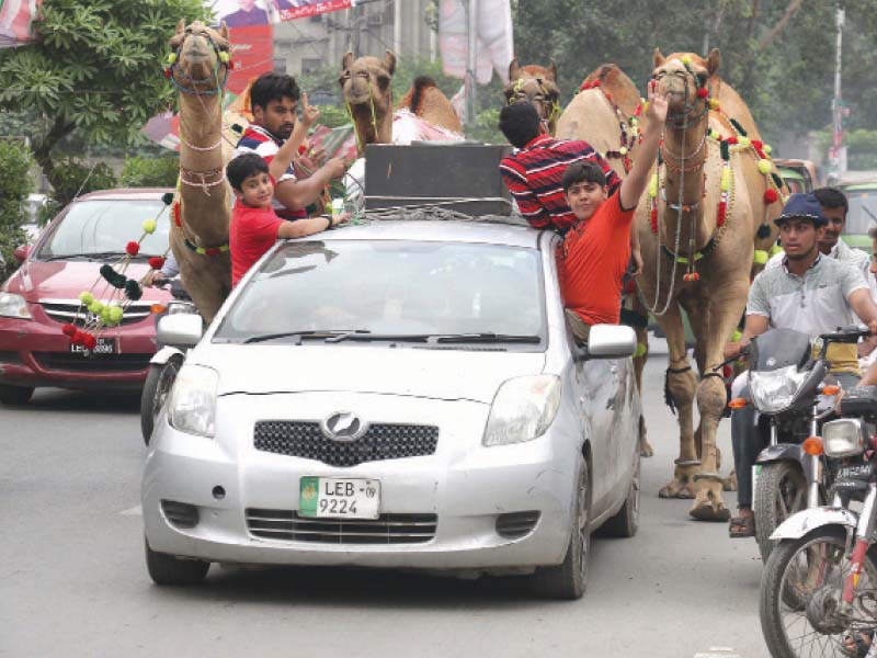 a family celebrates purchase of their camels for eid near thokar niaz beg photo shafiq malik express