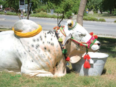 special jewellery sacrificial animals get decked up for eidul azha