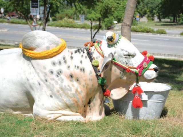 sacrificial animals are decorated with bright attractive and sharp coloured jewellery available all over the city photos huma chaudhary express