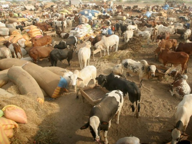 there is a huge shortage of sacrificial animals in quetta and nearby districts after a sudden surge in cattle smuggling photo athar khan