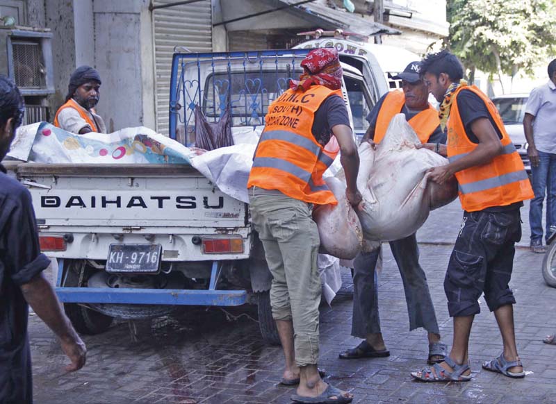 kmc workers lift the remains of a sacrificial animal in karachi citizens were left high and dry when city officials didn t promptly collect the animal remains on eid photo online