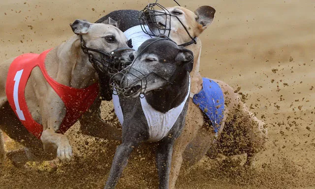 dogs fight for a mechanical rabbit behind a race finishing line photo reuters dogs fight for a mechanical rabbit behind a race finishing line photo reuters