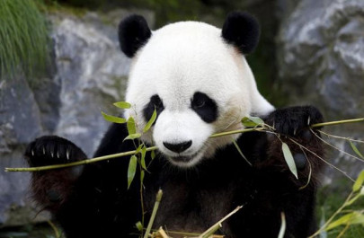 belgian scientists look for biofuel clues in panda poo
