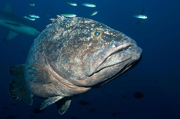 a spotted black grouper is seen in the waters of the kermadec islands off of new zealand 039 s northeast coast photo afp