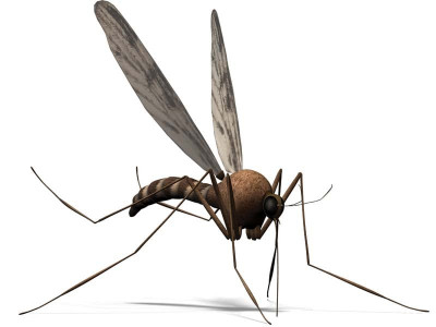 dengue virus outpacing control efforts dengue virus outpacing control efforts