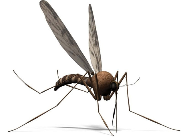 weak surveillance within provinces have not given the centre a clear idea of the scale of the disease s spread weak surveillance within provinces have not given the centre a clear idea of the scale of the disease s spread
