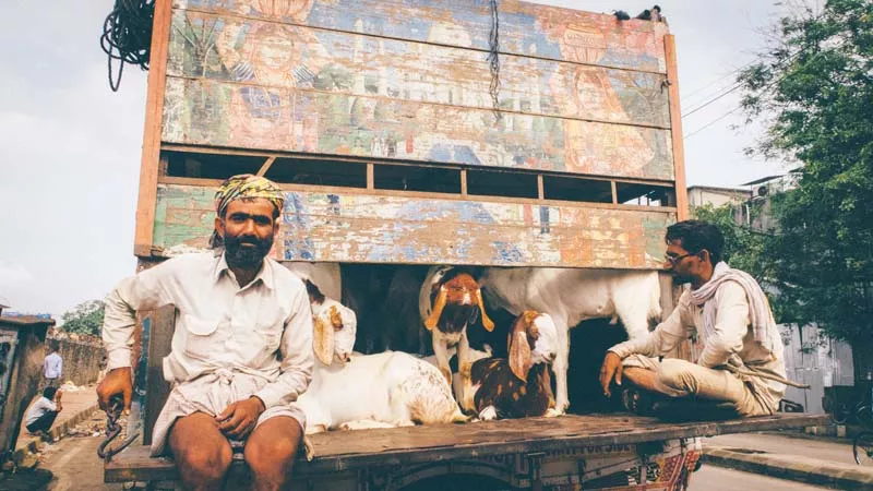 shepherds and traders camped at the bakra mandi in mumbai s deonar suburb for about a week leading up to eid photo gopal ms shepherds and traders camped at the bakra mandi in mumbai s deonar suburb for about a week leading up to eid photo gopal ms