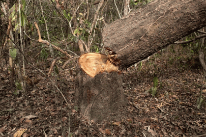 rosewood trees dying a slow mysterious death