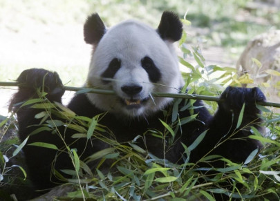 hong kong expecting first ever panda birth keepers hong kong expecting first ever panda birth keepers