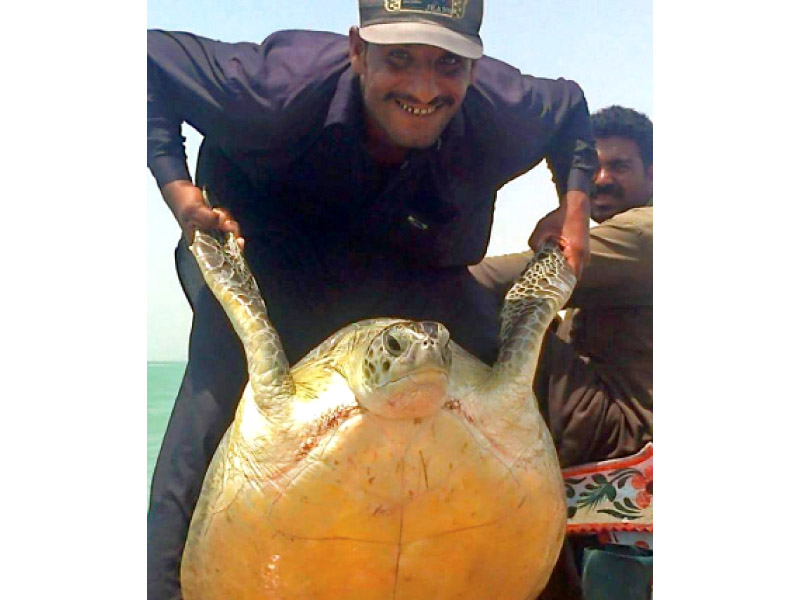 fisherman yasir amin caught this green turtle in his net and released it back into the sea photo courtesy wwf p