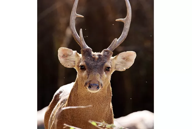the provincial wildlife and forests minister instigated the inquiry photo wwf org pk the provincial wildlife and forests minister instigated the inquiry photo wwf org pk