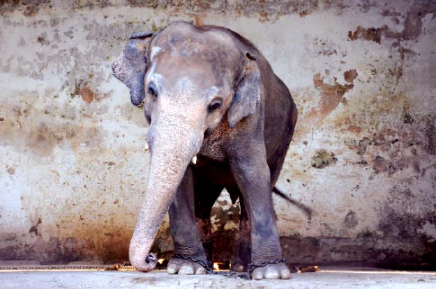 thai vets due in pakistan for kaavan s checkup