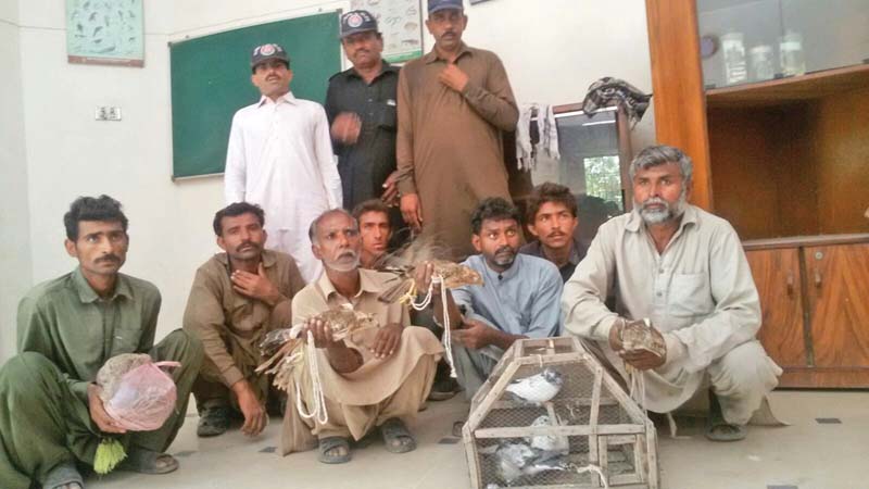 sindh wildlife department rescued five laggar falcons from two different locations on friday photo express