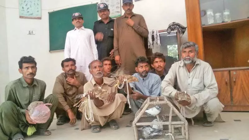 sindh wildlife department rescued five laggar falcons from two different locations on friday photo express sindh wildlife department rescued five laggar falcons from two different locations on friday photo express