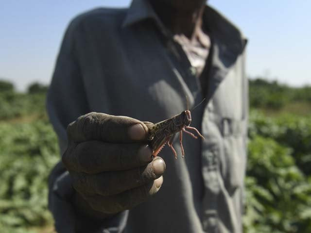 a farmer holds a locust at a feild in the pakistan 039 s port city of karachi photo afp