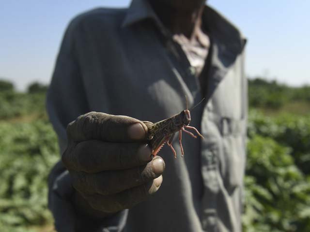 the link between pakistan s locust crisis and climate change