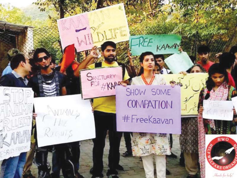 activists hold placards at the islamabad zoo demanding kaavan s rehabilitation to a sanctuary photo express