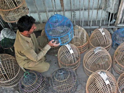 highly endangered wildlife dept seizes sesi partridges highly endangered wildlife dept seizes sesi partridges